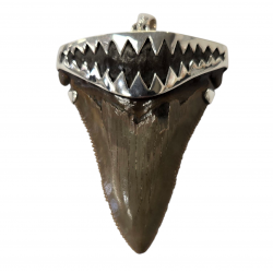 pendant real megalodon tooth