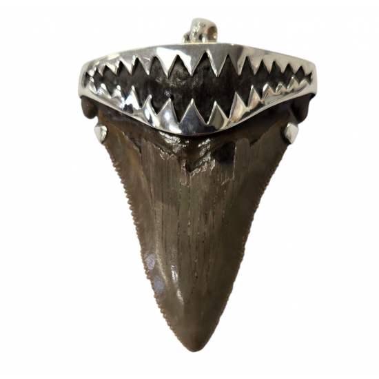 pendentif dent de megalodon