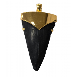 pendant real isurus tooth