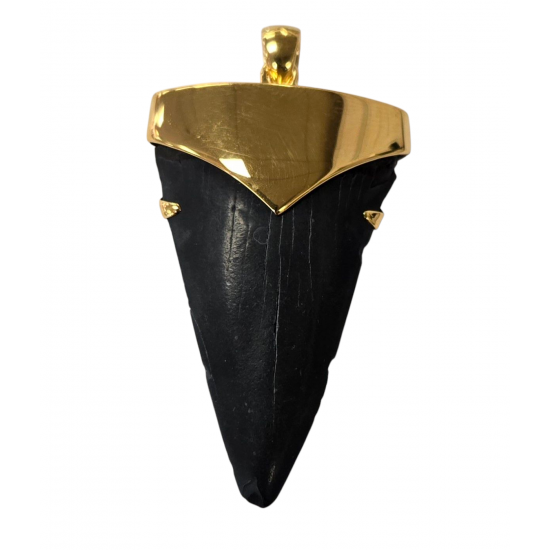 pendant real isurus tooth