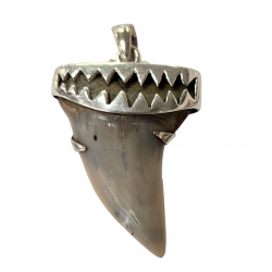pendant real isurus tooth