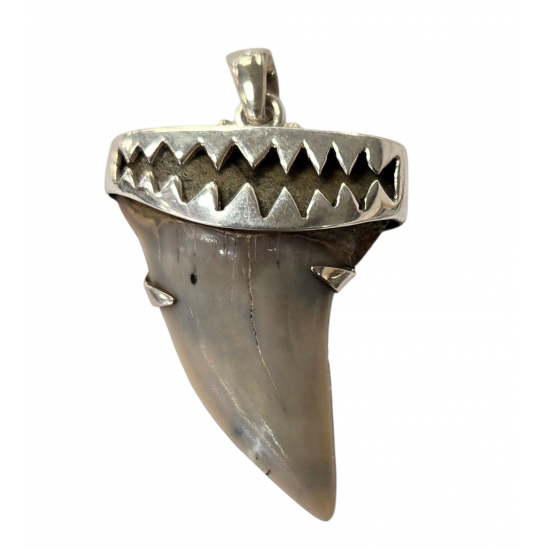 pendant real isurus tooth