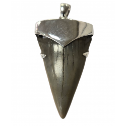 pendant real isurus tooth
