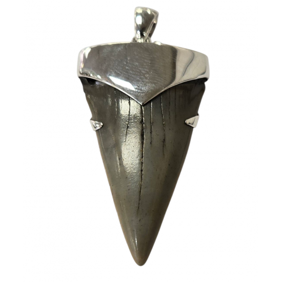 pendant real isurus tooth