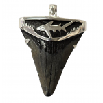 pendant real megalodon tooth