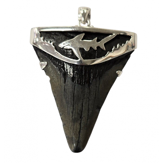 pendant real megalodon tooth