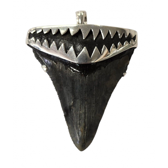 pendant real megalodon tooth