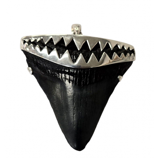 pendant real megalodon tooth