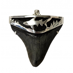 pendant real megalodon tooth