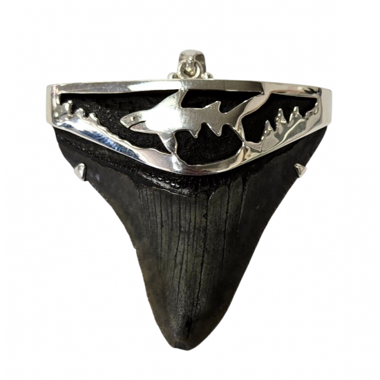 pendant real megalodon tooth