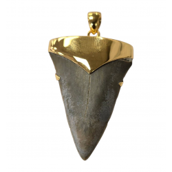 pendant real isurus tooth
