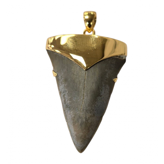 pendant real isurus tooth