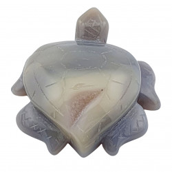 Tortue agate