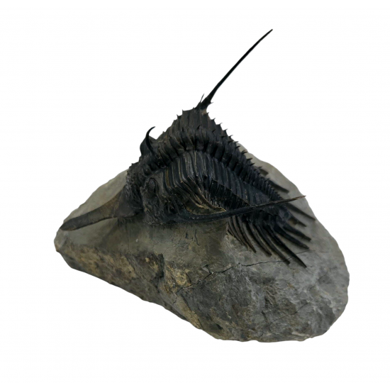 Psychopyge elegans 