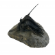 Psychopyge elegans 