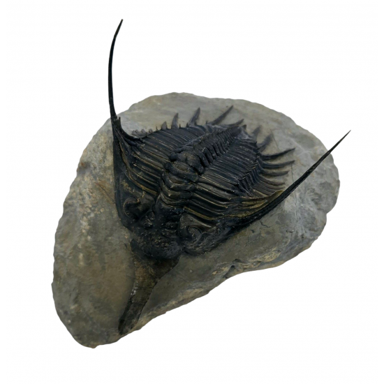 Psychopyge elegans 