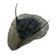 Psychopyge elegans 