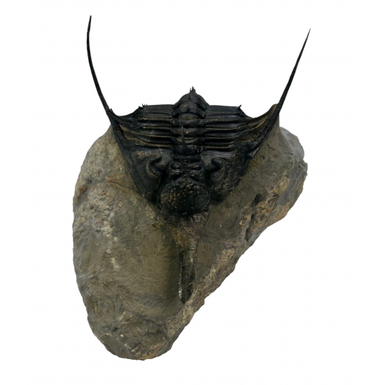 Psychopyge elegans 