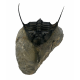 Psychopyge elegans 