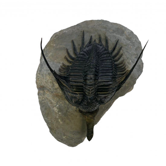 Psychopyge elegans 