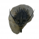 Psychopyge elegans 