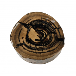 Mammuthus Primigenius tusk