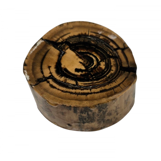 Mammuthus Primigenius tusk