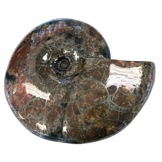 Craspedodiscus sp. Ammolite