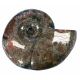 Craspedodiscus sp. Ammolite