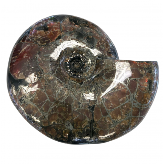 Craspedodiscus sp. Ammolite