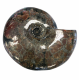 Craspedodiscus sp. Ammolite