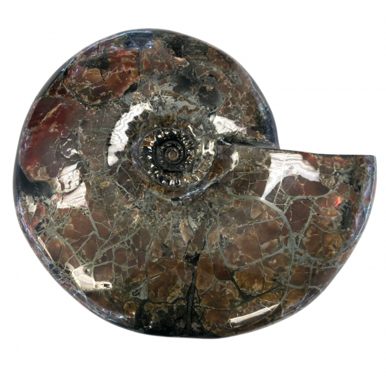 Craspedodiscus sp. Ammolite