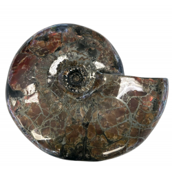 Craspedodiscus sp. Ammolite