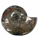 Craspedodiscus sp. Ammolite