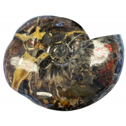 Craspedodiscus sp. Ammolite
