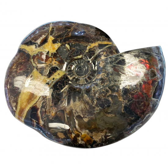 Craspedodiscus sp. Ammolite