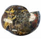 Craspedodiscus sp. Ammolite