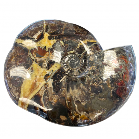 Craspedodiscus sp. Ammolite