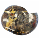 Craspedodiscus sp. Ammolite