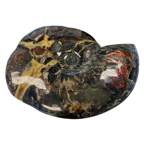 Craspedodiscus sp. Ammolite