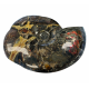 Craspedodiscus sp. Ammolite