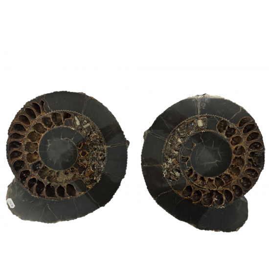 Speetoniceras sp. (pair)