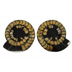 Speetoniceras sp. (pair)