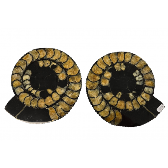 Speetoniceras sp. (pair)