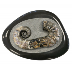 Audoliceras matherianum
