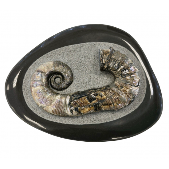 Audoliceras matherianum