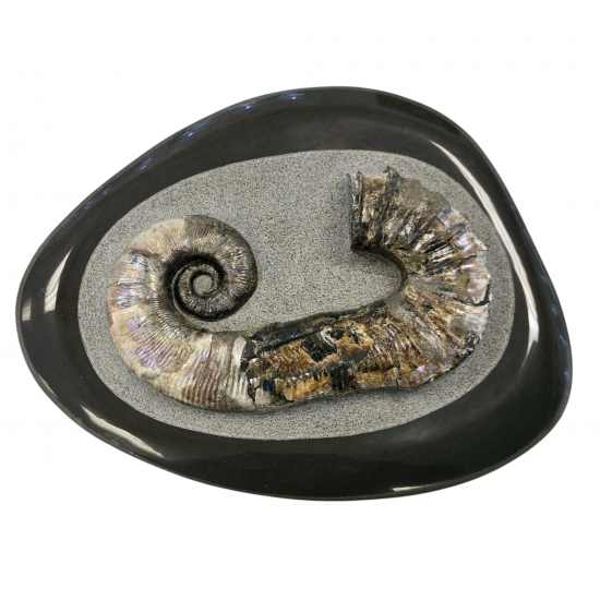 Audoliceras matherianum