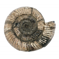 Speetoniceras sp.