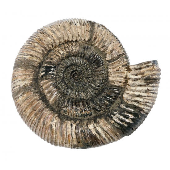 Speetoniceras sp.