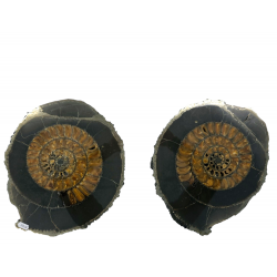 Speetoniceras sp. (pair)